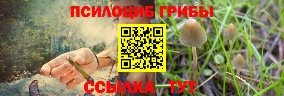 магазин продажи наркотиков  Галлюциногенные грибы GOLDEN TEACHER  Вход с VPN  Чебоксары 